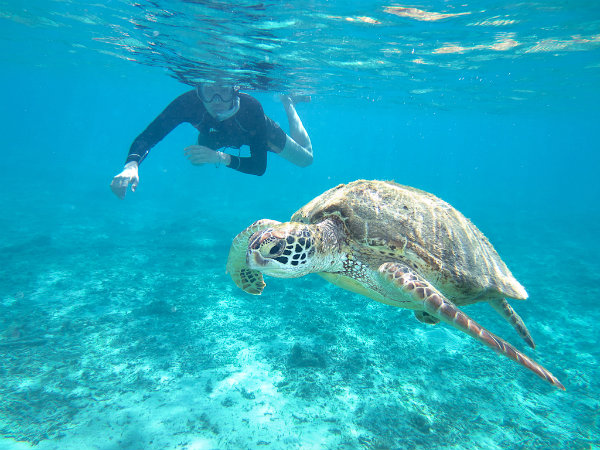 snorkel-with-sea-turtle